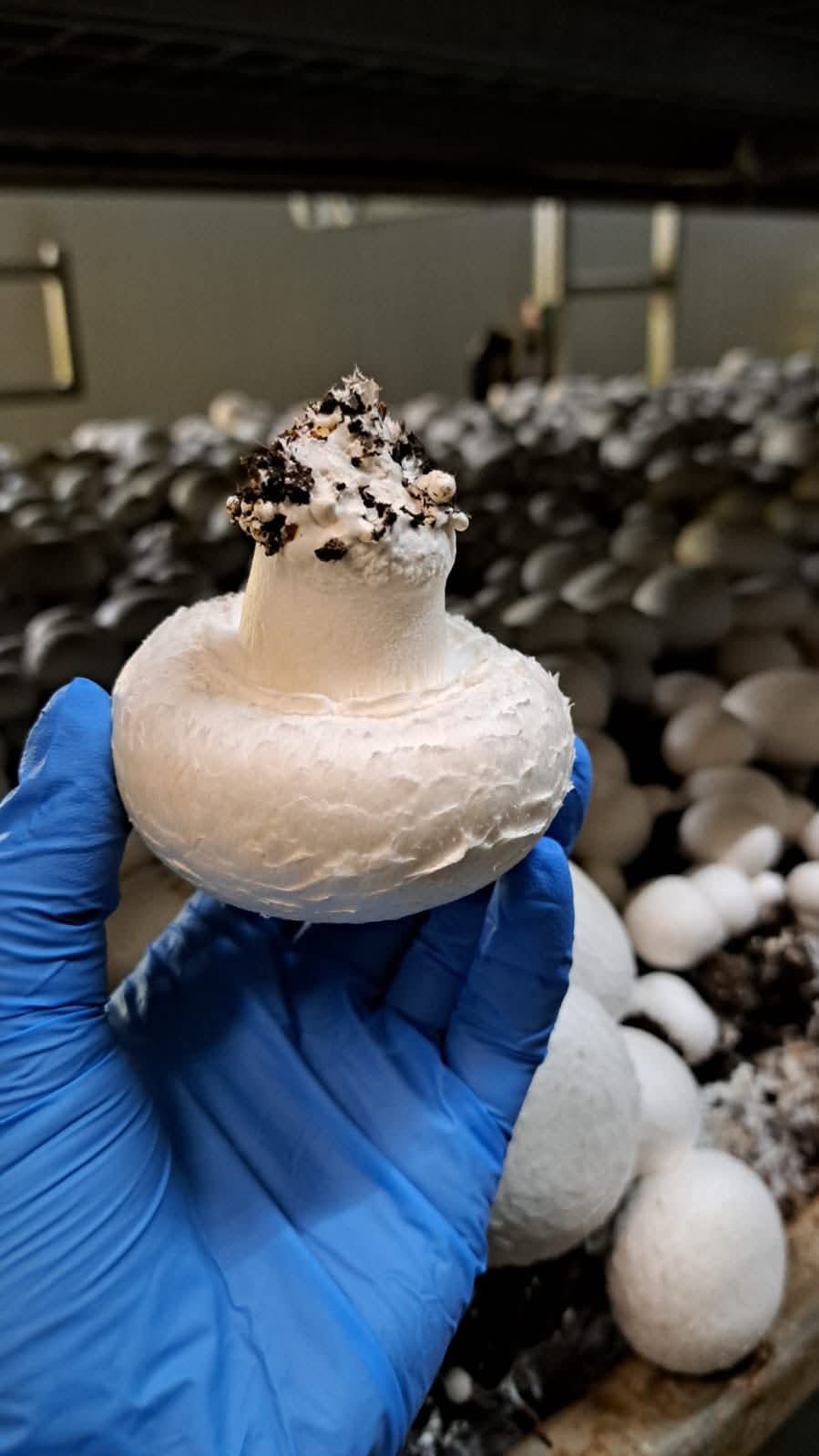 Champignons blancs frais de la ferme