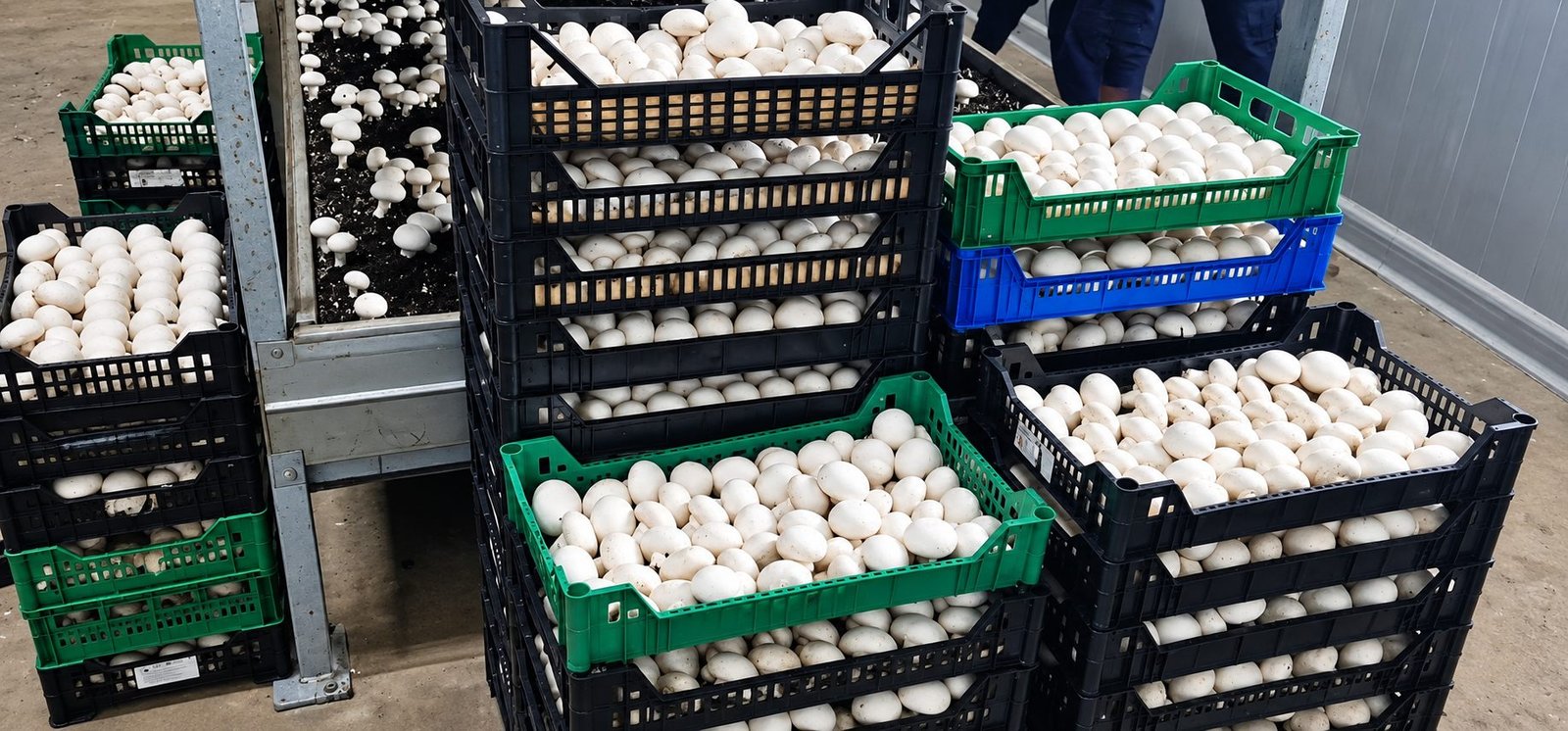 Champignons blancs en pleine croissance