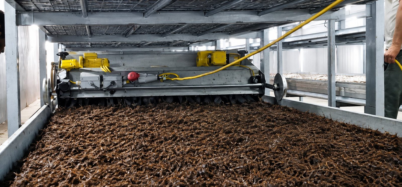 Champignons de Paris prêts pour la livraison au Maroc